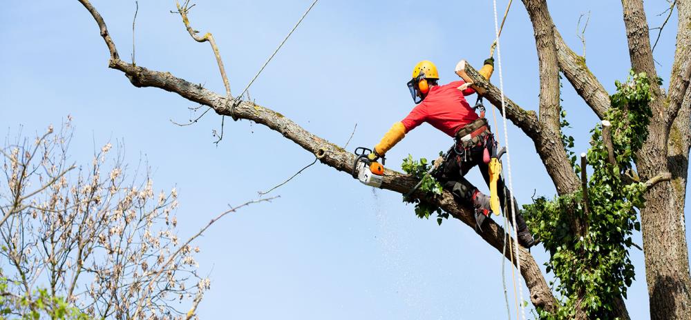 Misure di sicurezza per lavori su alberi con funi: la guida INAIL al tree climbing